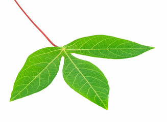 Plant green leaf, taro leaf isolated