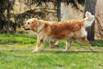 Beautiful happy dog Golden Retriever running around and playing