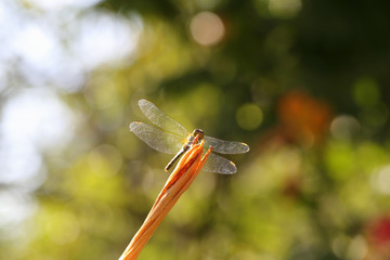 Dragonfly on lily bud