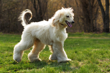 beautiful shaggy dog breed Afghan in the summer
