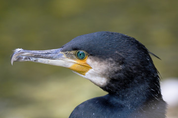Kormoran Porträt