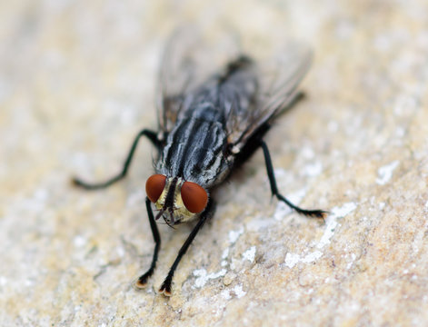 Macro shot of a house fly on a stone plate