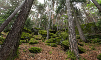 Alpine Forest