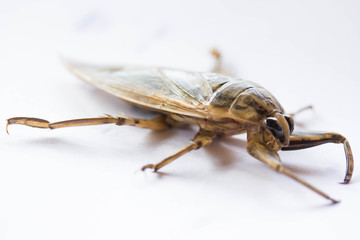 Giant water bug