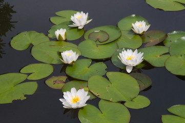 white Lotus flowers and Lotus flower plants
