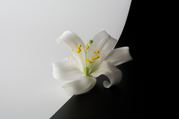 Flower of lilies on a black & white background