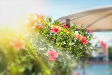 Red flowers to a karkada in hotel about the pool, selective focus, design, effects, toning