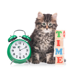 Cute siberian kitten