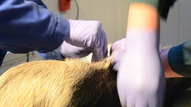 veterinarians sterilized dog