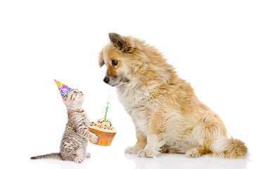 cat and dog celebrate birthday. isolated on white background