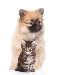 Obraz premium spitz puppy and maine coon kitten sitting together. isolated on white