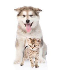 alaskan malamute puppy and bengal kitten. isolated on white