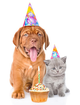 Bordeaux puppy dog and scottish kitten with birthday hats and cat. isolated on white