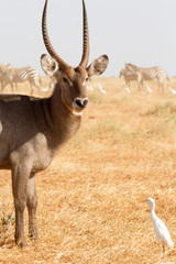 Male Kobus defassa - Tsavo, Kenya