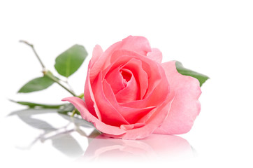 Fototapeta na wymiar beautiful single pink rose lying down on a white background