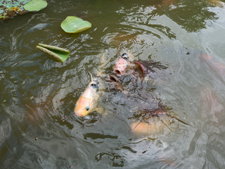 Feeding Koi fish and Catfish at pond in the garden