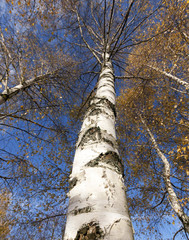 Fototapeta premium yellowing leaves of birch