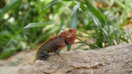 Common Green Forest Lizard