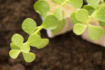 Green sprouts ready to be planted on soil background