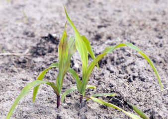 green corn. Spring