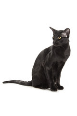 oriental black cat isolated over white background