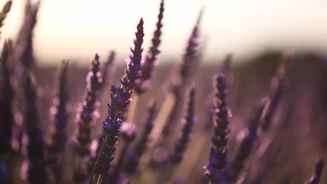 Lavandes, Valensole, France 
