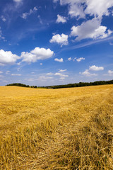 slanted wheat , harvest