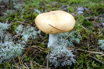 Lonely mushroom with orange cap growing on moss in forest. Macro view.