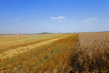agricultural field wheat