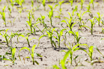 corn field. close-up