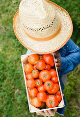 fresh tomato harvest