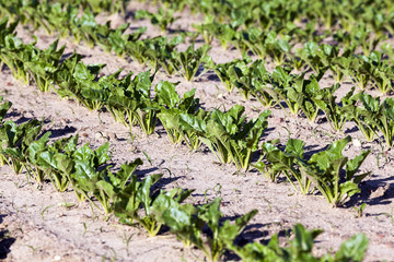 field with beetroot