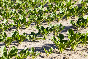 field with beetroot