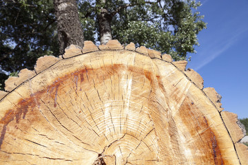 cut down a tree, close-up