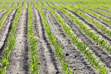 Fototapeta na wymiar Field of green corn