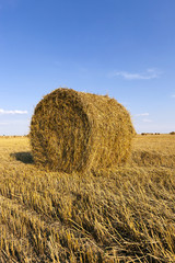 field after harvesting