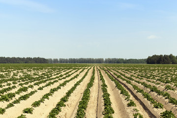 Fototapeta na wymiar Potatoes in the field