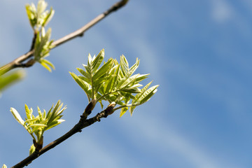 spring branch of rowan