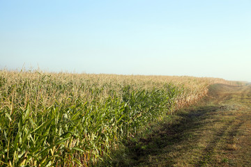 Green immature corn