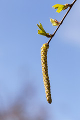 Naklejka premium birch trees in spring