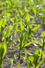 Field with corn