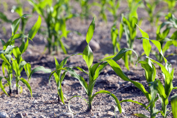 Field with corn