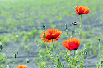 red poppies. summer