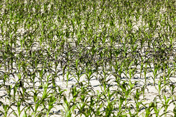 Field with corn