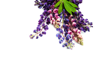 Lupine flowers isolated