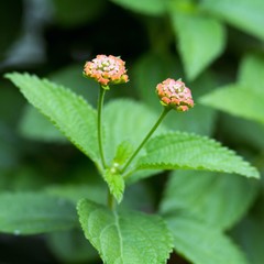 Wandelröschen / Lantana Camara