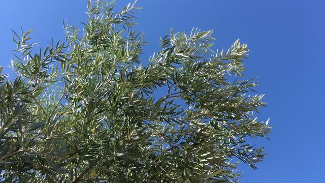 Aire y rama de olivo