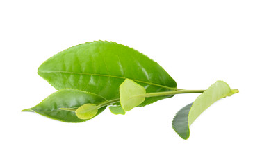 Tea leaf isolated on the white background