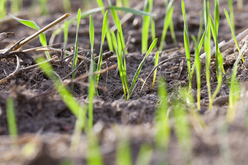young grass plants, close-up