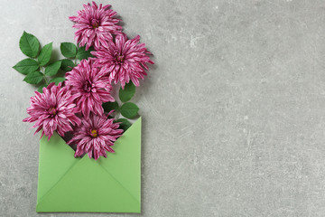 Violet chrysanthemum in envelope on table
